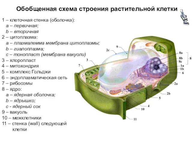 Обобщенная схема строения растительной клетки 1 – клеточная стенка (оболочка):