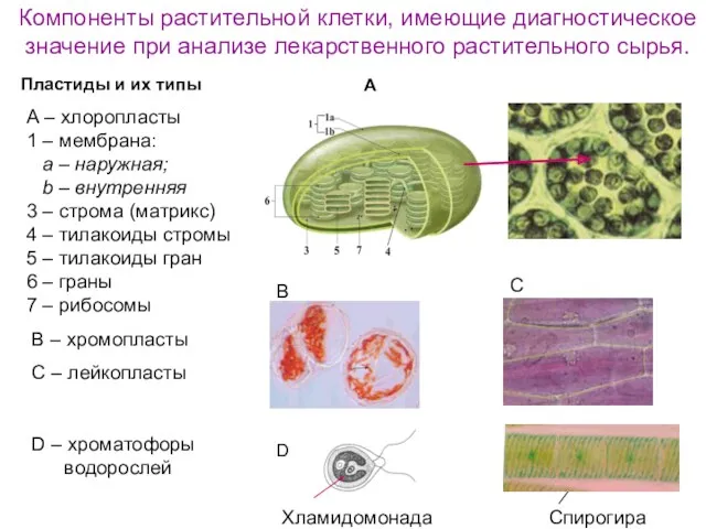 Компоненты растительной клетки, имеющие диагностическое значение при анализе лекарственного растительного