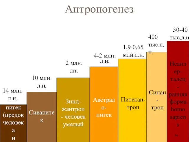 Антропогенез Рама- питек (предок человека и высших обезьян) Сивапитек Зинд-