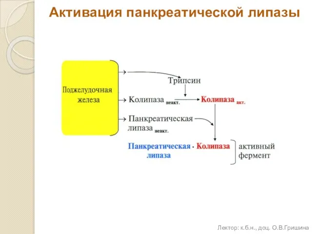 Активация панкреатической липазы Лектор: к.б.н., доц. О.В.Гришина