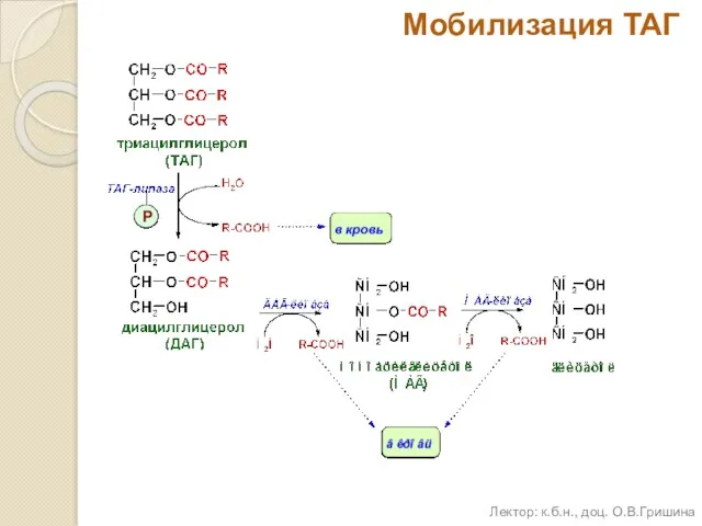 Мобилизация ТАГ Лектор: к.б.н., доц. О.В.Гришина