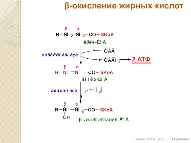 β-окисление жирных кислот 2 АТФ Лектор: к.б.н., доц. О.В.Гришина