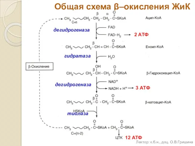 Общая схема β–окисления ЖиК дегидрогеназа гидратаза дегидрогеназа тиолаза 2 АТФ