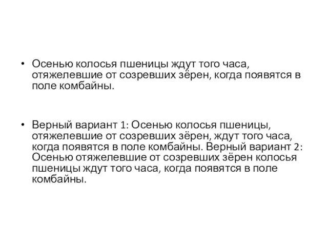 Осенью колосья пшеницы ждут того часа, отяжелевшие от созревших зёрен,