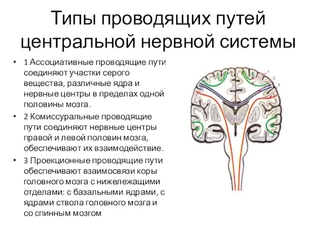 Типы проводящих путей центральной нервной системы 1 Ассоциативные проводящие пути