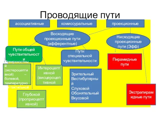 Проводящие пути ассоциативные комиссуральные проекционные Восходящие проекционные пути (афферентные) Нисходящие