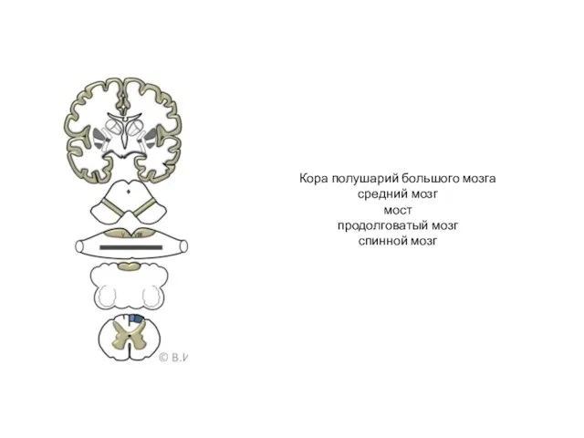 Кора полушарий большого мозга средний мозг мост продолговатый мозг спинной мозг