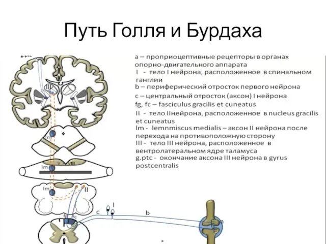 Путь Голля и Бурдаха