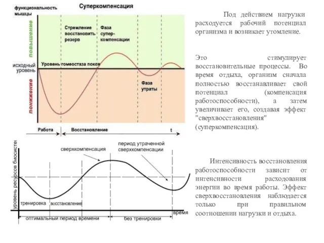 Под действием нагрузки расходуется рабочий потенциал организма и возникает утомление.