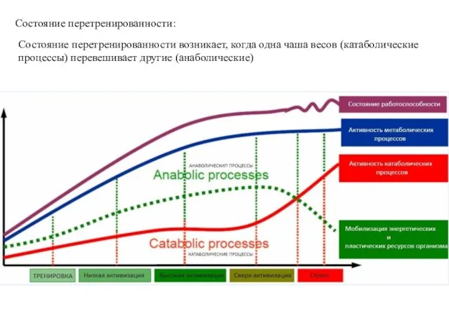 Состояние перетренированности: Состояние перетренированности возникает, когда одна чаша весов (катаболические процессы) перевешивает другие (анаболические)