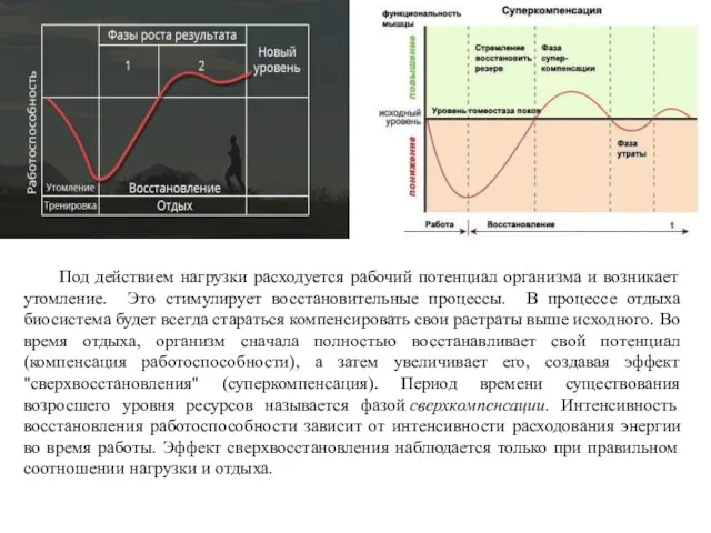 Под действием нагрузки расходуется рабочий потенциал организма и возникает утомление.