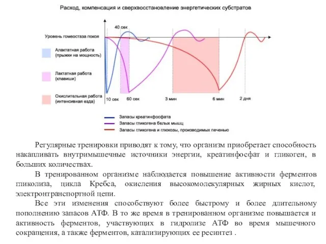 Регулярные тренировки приводят к тому, что организм приобретает способность накапливать внутримышечные источники энергии,