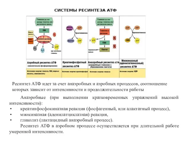 Ресинтез АТФ идет за счет анаэробных и аэробных процессов, соотношение которых зависит от