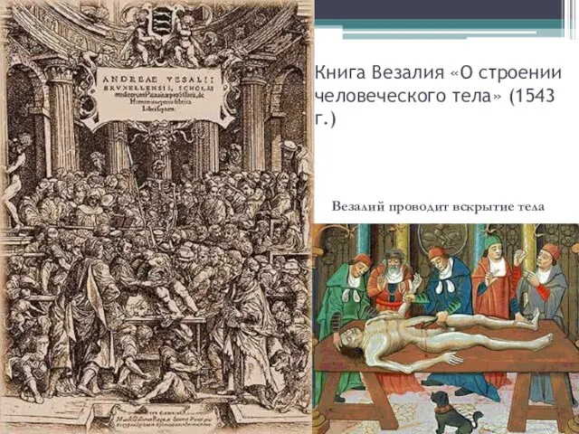Книга Везалия «О строении человеческого тела» (1543 г.) Везалий проводит вскрытие тела