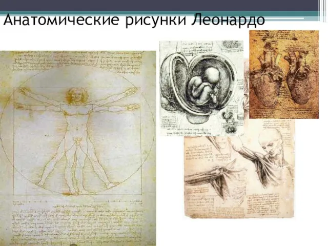 Анатомические рисунки Леонардо