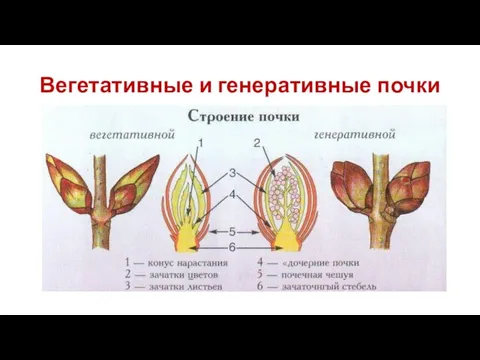 Вегетативные и генеративные почки