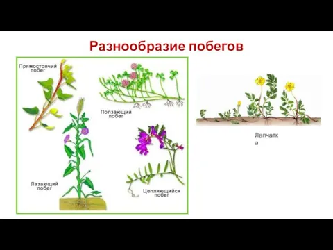 Разнообразие побегов Лапчатка