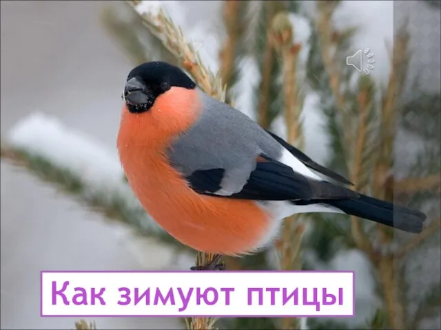 Как зимуют птицы