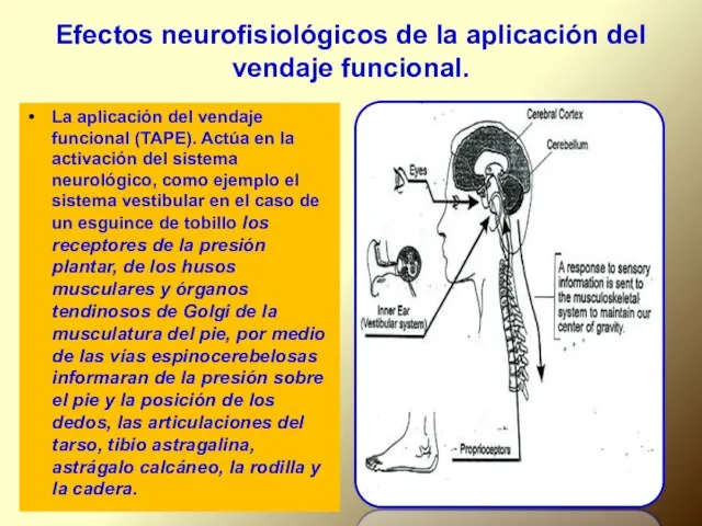Efectos neurofisiológicos de la aplicación del vendaje funcional. La aplicación del vendaje funcional