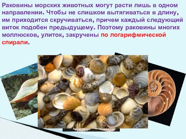 Раковины морских животных могут расти лишь в одном направлении. Чтобы