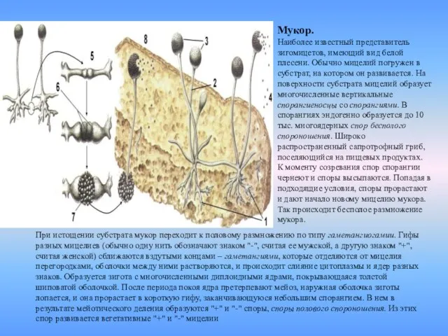 Мукор. Наиболее известный представитель зигомицетов, имеющий вид белой плесени. Обычно