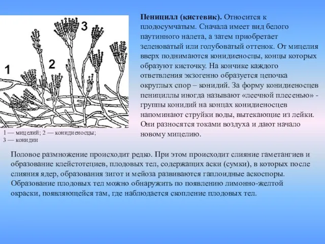 1 — мицелий; 2 — конидиеносцы; 3 — конидии Пеницилл