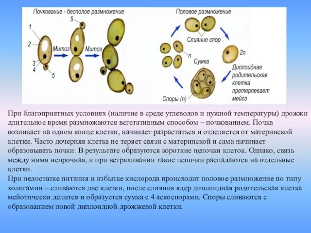 При благоприятных условиях (наличие в среде углеводов и нужной температуры)