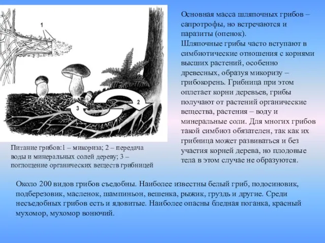 Основная масса шляпочных грибов – сапротрофы, но встречаются и паразиты