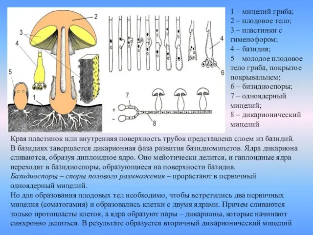 1 – мицелий гриба; 2 – плодовое тело; 3 –