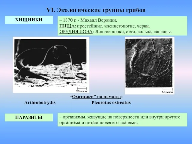 VI. Экологические группы грибов