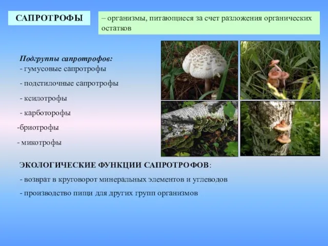 САПРОТРОФЫ – организмы, питающиеся за счет разложения органических остатков ЭКОЛОГИЧЕСКИЕ