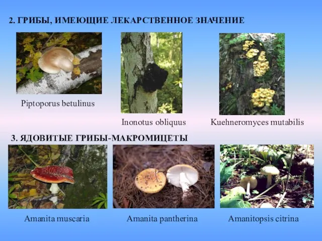 2. ГРИБЫ, ИМЕЮЩИЕ ЛЕКАРСТВЕННОЕ ЗНАЧЕНИЕ Piptoporus betulinus Inonotus obliquus Kuehneromyces