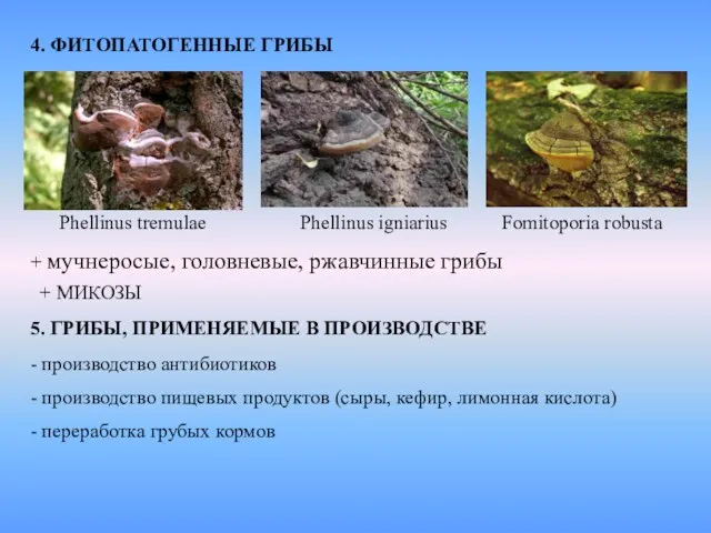 4. ФИТОПАТОГЕННЫЕ ГРИБЫ Phellinus tremulae Phellinus igniarius Fomitoporia robusta + мучнеросые, головневые, ржавчинные грибы + МИКОЗЫ