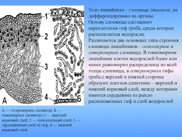 А — гетеромерное слоевище; Б — гомеомерное слоевище (1 —