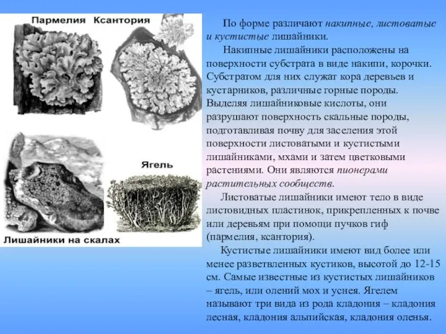 По форме различают накипные, листоватые и кустистые лишайники. Накипные лишайники