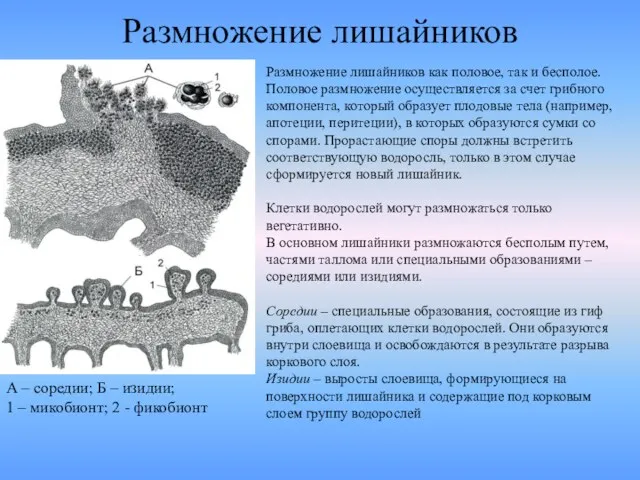 Размножение лишайников А – соредии; Б – изидии; 1 –