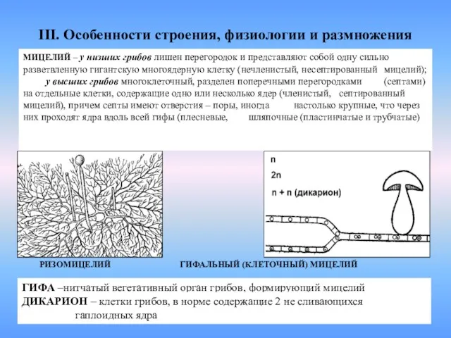 III. Особенности строения, физиологии и размножения МИЦЕЛИЙ – у низших