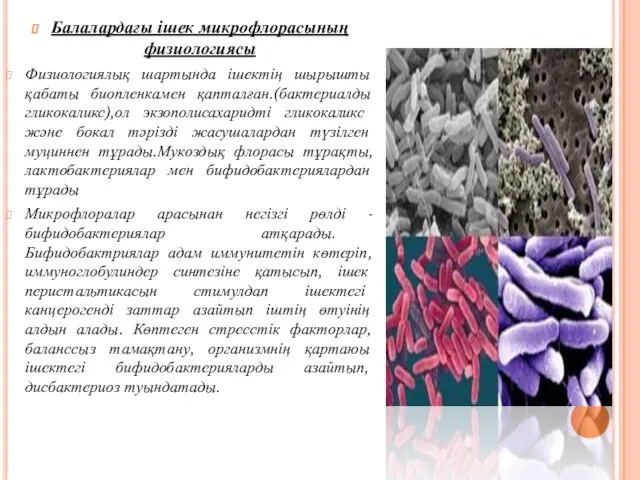 Балалардағы ішек микрофлорасының физиологиясы Физиологиялық шартында ішектің шырышты қабаты биопленкамен