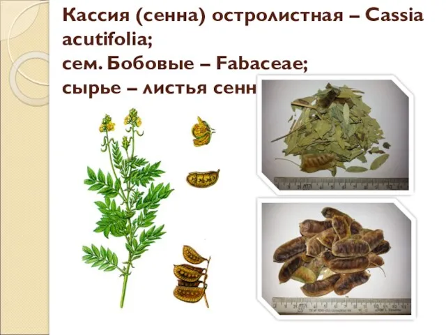 Кассия (сенна) остролистная – Cassia acutifolia; сем. Бобовые – Fabaceae; сырье – листья сенны