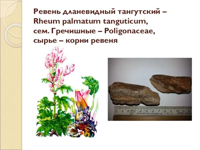 Ревень дланевидный тангутский – Rheum palmatum tanguticum, сем. Гречишные – Poligonaceae, сырье – корни ревеня