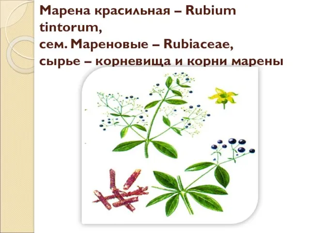 Марена красильная – Rubium tintorum, сем. Мареновые – Rubiaceae, сырье – корневища и корни марены