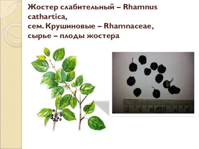 Жостер слабительный – Rhamnus cathartica, сем. Крушиновые – Rhamnaceae, сырье – плоды жостера