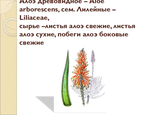Алоэ древовидное – Aloe arborescens, сем. Лилейные – Liliaceae, сырье