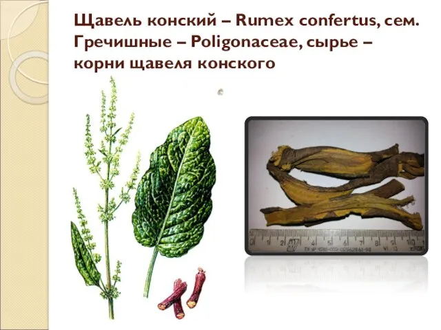 Щавель конский – Rumex confertus, сем. Гречишные – Poligonaceae, сырье – корни щавеля конского