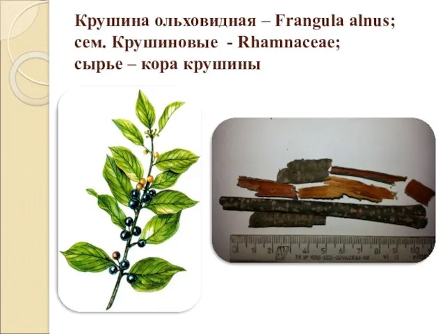 Крушина ольховидная – Frangula alnus; сем. Крушиновые - Rhamnaceae; сырье – кора крушины