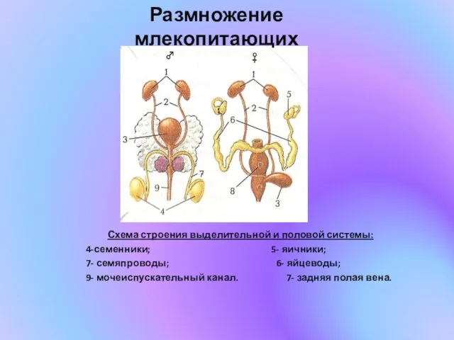 Схема строения выделительной и половой системы: 4-семенники; 5- яичники; 7-