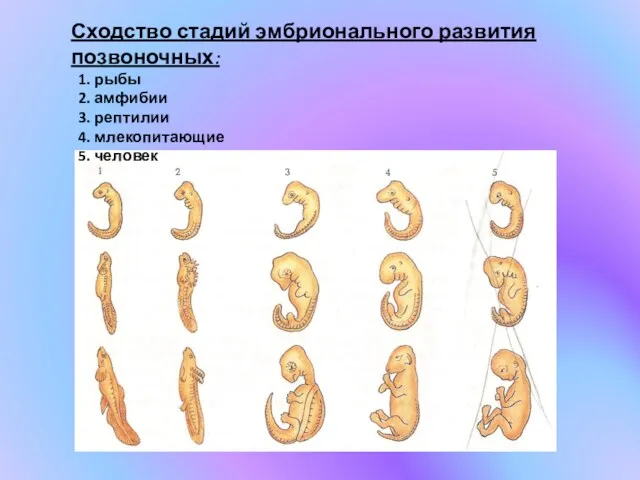 Сходство стадий эмбрионального развития позвоночных: 1. рыбы 2. амфибии 3. рептилии 4. млекопитающие 5. человек