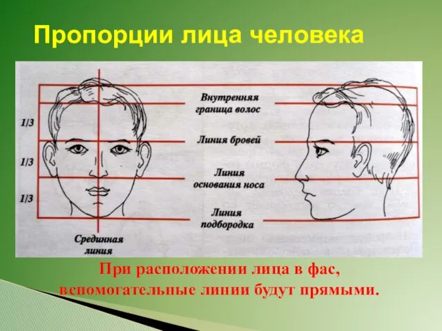 Пропорции лица человека При расположении лица в фас, вспомогательные линии будут прямыми.