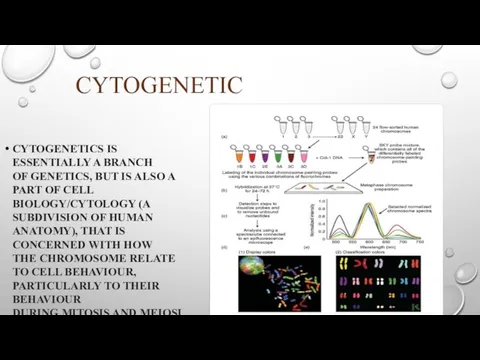 CYTOGENETIC CYTOGENETICS IS ESSENTIALLY A BRANCH OF GENETICS, BUT IS