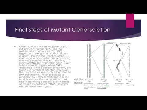 Final Steps of Mutant Gene Isolation Often mutations can be